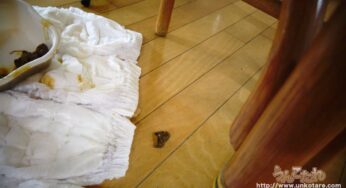 Amateur natural defecation of Rimi Hanamoto プープ 花本りみ (2022/HD/417 MB) 3.201_Unkotare-Ori10388_NEW