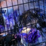 ZIZG-014 対魔忍アサギANOTHER STORY 終わらない拘束調教アクメ ザーメン Cosplay 巨乳 Restraint 8 ZIZG-014 対魔忍アサギANOTHER STORY 終わらない拘束調教アクメ ザーメン Cosplay 巨乳 Restraint