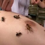 DVUMA-130 蠢蟲蟲 Extreme［ムシムシムシロクジュウヨンカケルヨンセン］ 虫・魚類 ディープス