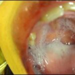 JS-048 Kanno Shizuka 小学0年生＆小学0年生 リバイバルミックス版 Kohaku Uta エンプロ ジュニアアイドル Honma Yuri