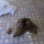 AH-006 友達前で恥らいうんち 64分 Defecation