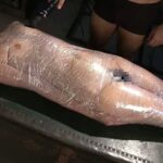 GVG-393 完全拘束イラマチオあおいれな 3P トリンドル田中 グローリークエスト(GQE) Deep Throating Semen 縛り Aoi Rena