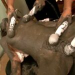 SDMS-636 灼熱黒焦げアクメ Vol.2 IN 沖縄リゾートビーチ Other Humiliation BLACK SOD 180分