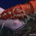 GEXP-90 Tsutsui Marika ヒロイン触手牢獄 電脳特捜インスペクター GIGA(ギガ) コスチューム 9 GEXP-90 Tsutsui Marika ヒロイン触手牢獄 電脳特捜インスペクター GIGA(ギガ) コスチューム