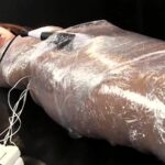 DMTA-001 Baby Entertainment Kasai Ami 究極の女体解剖実験室 魔薬狂乱淫獣 ～この世でもっとも危険なエクスタシーに取り憑かれた女～ 130分