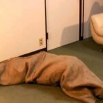 DOMS-004 Natsukawa Rika 監禁緊縛24時間 夏川梨花 120分