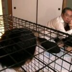 DSE-1135 Shinozaki Tomomi 陵辱 人妻・熟女 Insult 拘束 Rape ドリームステージエンタテインメント 人妻調教 飼育の部屋