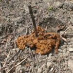 JAMA-005 恥ずかしいけど我慢できない！！可愛い娘の野グソに野ション隠し撮り映像 盗撮 その他盗撮 StyleArt / Mousou Zoku