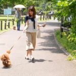 SDMU-717 Katou Ayano 緊縛×調教×示談 ドM開眼 家賃4万5千円のヤリ部屋で躾られメス犬覚醒したセレブ人妻 SODクリエイト（ソフトオンデマンド） Rape