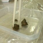 TAN-401 RADIX 素人うんこだらけ Amateur その他素人 Scat