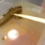 TAN-403 RADIX 素人うんこだらけ 3 スカトロ Scat レイディックス