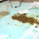 TAN-416 素人うんち倶楽部 6 TANSEKI Flatus スカトロ Other Amateur Humiliation