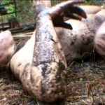 IBW-196 I.b.works 逃げる少女を捕まえて犯す鬼畜映像 中出し Cum Planning