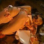 CS-444 Katagiri Kaoru 究極の緊縛 至高の愛 Actress ArenaEntertainment