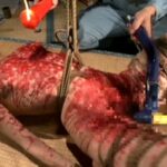 ADVO-015 Gotou Yurika 稚肉の呻き その他ロリ系 Abuse