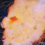 GIGP-04 橋本れいか, 七海ゆあ 悪の女幹部ウィザベル 橋本れいか Heroine ヒロイン 着衣 六機崇