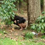 VVVD-105 V(ヴィ) お花見浣腸三昧! 大勢のお花見客の中で強制浣腸! アナルモザ無しVer… Enema スカトロ 11 VVVD-105 V(ヴィ) お花見浣腸三昧! 大勢のお花見客の中で強制浣腸! アナルモザ無しVer… Enema スカトロ