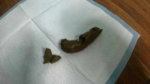 2个女孩 1个粪奴(来自我们高级用户的特别请求)$45.99 由 Gassy 提供