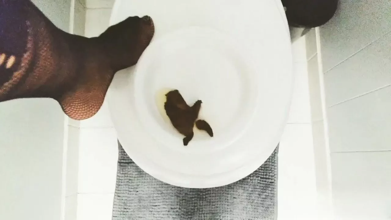 Potty Queen Quick snack for my bitch